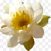 花卉黄色水生植物剪贴画-莲花
