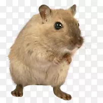 棕色大鼠博萨维山鼠-老鼠和老鼠