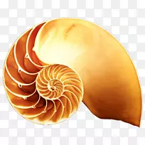 腹足类贝壳蜗牛贝壳型摄影剪贴画