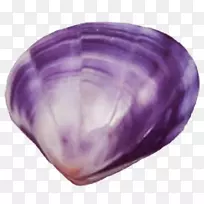 蛤蜊紫色贝壳剪贴画