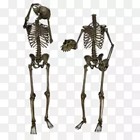 人骨头骨计算机图标.骨架