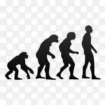 黑猩猩类人猿人类进化智人进化