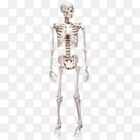 人体骨骼解剖-骨骼