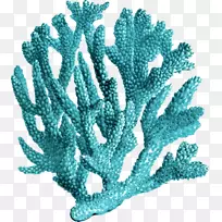 珊瑚礁版画海礁