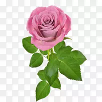 玫瑰花粉红色-罗莎