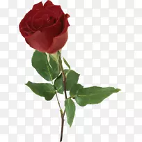 罗伯特·伯恩斯的红玫瑰诗-罗莎