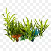 水下水生植物海藻剪贴画礁
