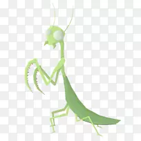 昆虫懒惰动物长颈鹿螳螂-祈祷