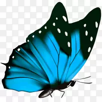 蝴蝶绿格里塔本夹艺术-蓝色蝴蝶