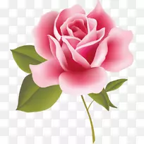 古典玫瑰：家庭和花园中美丽的品种粉红色剪贴画.玫瑰