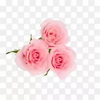 仙人掌玫瑰花园玫瑰花瓣粉红色玫瑰花瓣