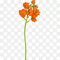 切花植物茎画剪贴艺术花园