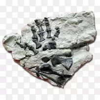 火成岩矿物化石