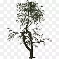乔木，木本植物，灌木，小枝