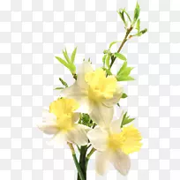 普通雏菊花卉花束-水仙