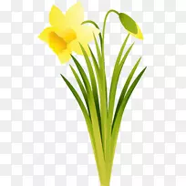 水仙花切花植物水仙