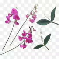 问候幸福，早晨，每周爱-豌豆