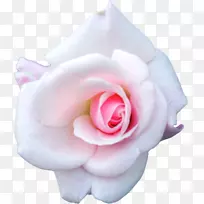 仙人掌玫瑰白色粉红色花园玫瑰-白色玫瑰