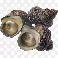 牡蛎海鲜贝类扇贝珍珠