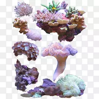 珊瑚海-珊瑚