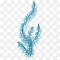 珊瑚海藻水生植物剪贴画珊瑚