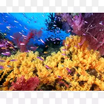 大堡礁凯恩斯珊瑚海珊瑚礁印度-太平洋-珊瑚