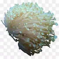 珊瑚剪贴画-珊瑚