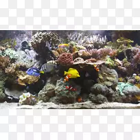 蓝光碟状珊瑚礁水族馆