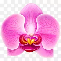 兰花紫罗兰剪贴画-兰花