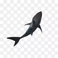 大白鲨羊羔形锤头鲨-鲨鱼