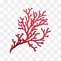珊瑚海底栖生物区