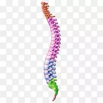 脊柱-人骨骼腰椎图谱-柱