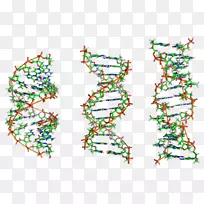 Z-dna核酸双螺旋核酸结构