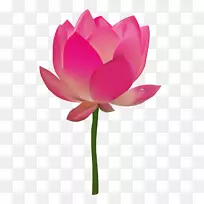 埃及莲花桌面壁纸-花背景
