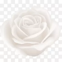 仙人掌玫瑰花园玫瑰剪贴画白玫瑰