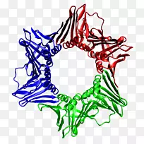 dna钳夹dna复制dna聚合酶增殖细胞核抗原-生物学