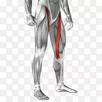 股直肌解剖人体-肌肉