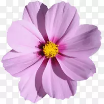 花卉图像文件格式.紫色花