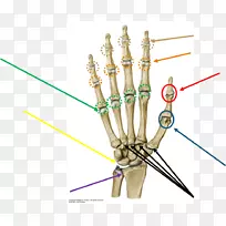 指关节解剖掌指关节解剖