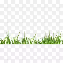 草坪沃克沙桌面壁纸香根草草甸-草坪