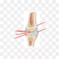 人体解剖学和生理学实验室手册：胎猪滑膜关节表面解剖-关节