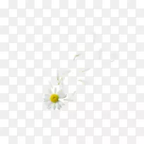 牛眼菊科花瓣花卉-漂浮