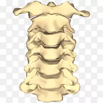 脊柱颈椎融合骨腰椎看