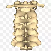 颈椎脊柱关节腰椎解剖-看