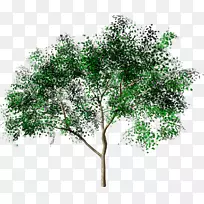林木素描-树透明