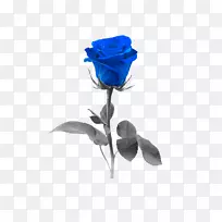 蓝色玫瑰摄影花-蓝色玫瑰