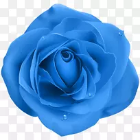 玫瑰紫色桌面壁纸夹艺术-蓝色玫瑰