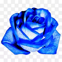 花蓝色玫瑰花园玫瑰-蓝色玫瑰