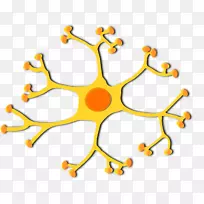 运动神经元细胞剪贴术通路