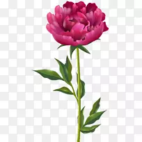 牡丹花牡丹剪贴画-牡丹